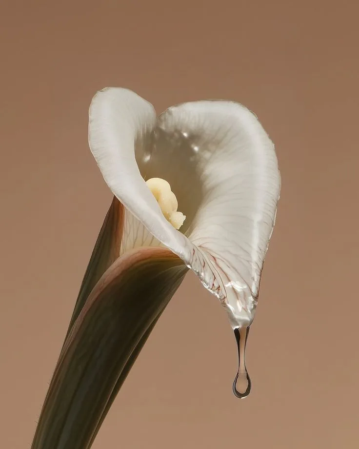 Flor branca de copo-de-leite sobre fundo terroso